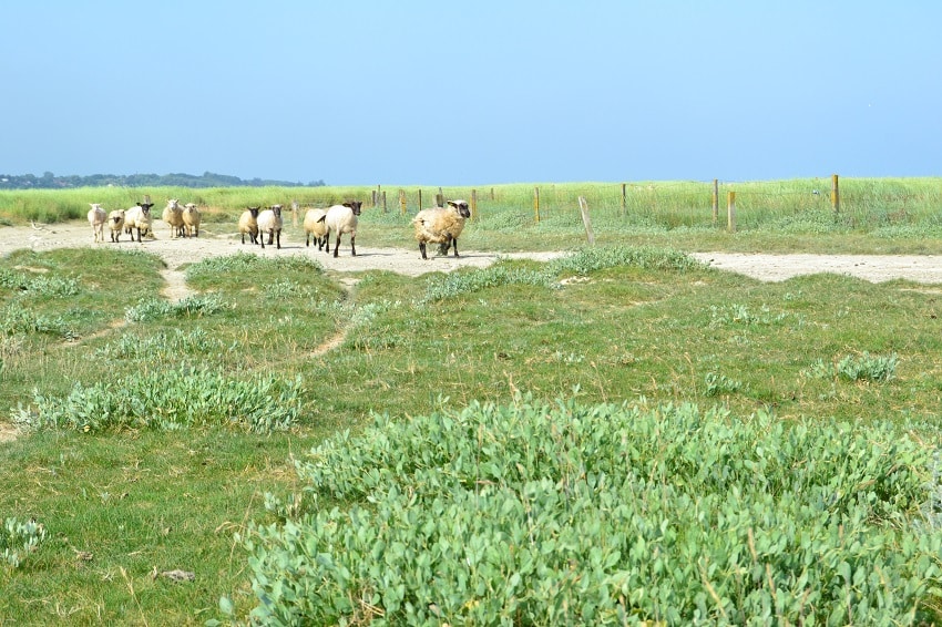 agneau des prés salés