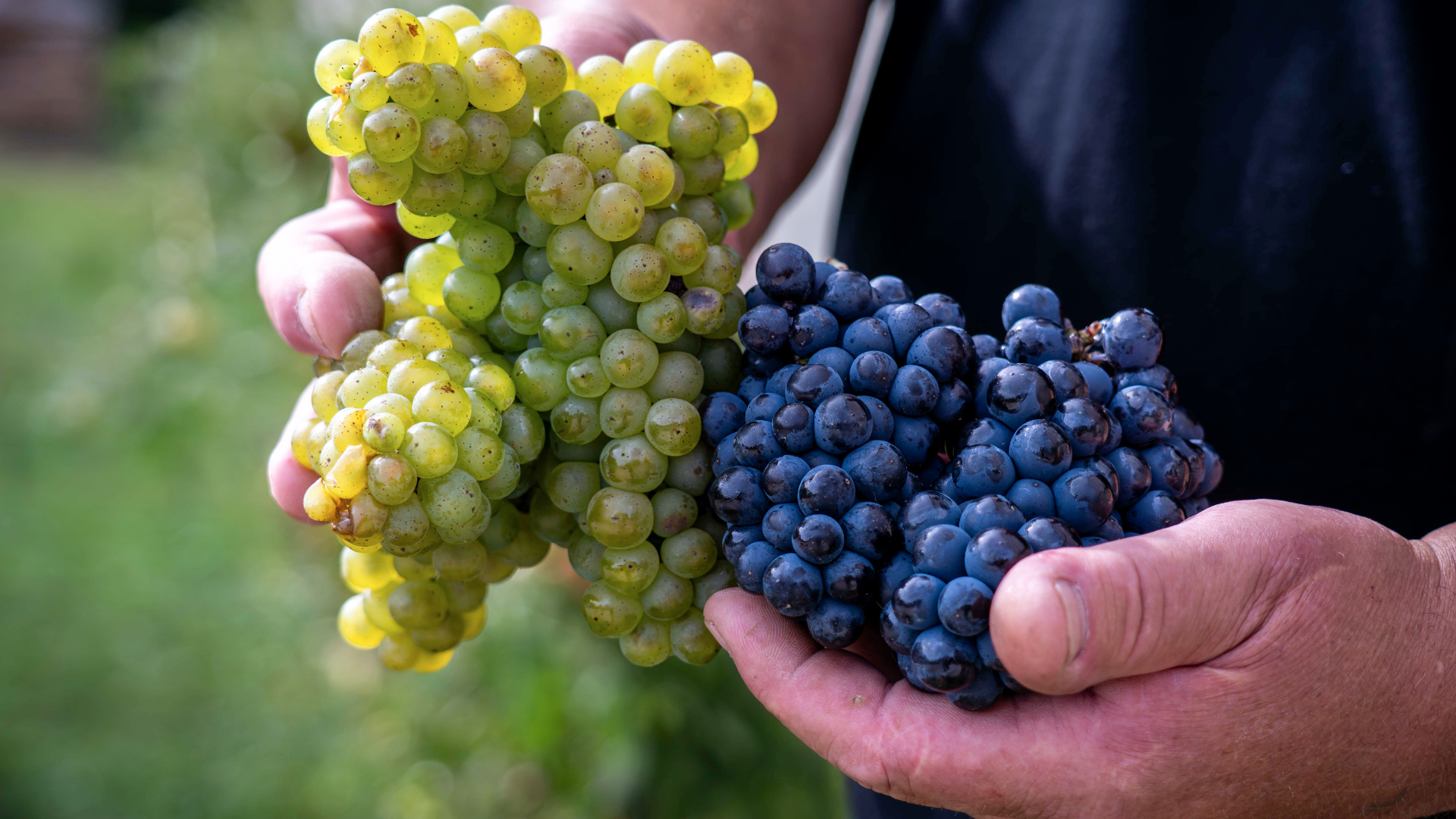 champagne Christophe-Lefevre1