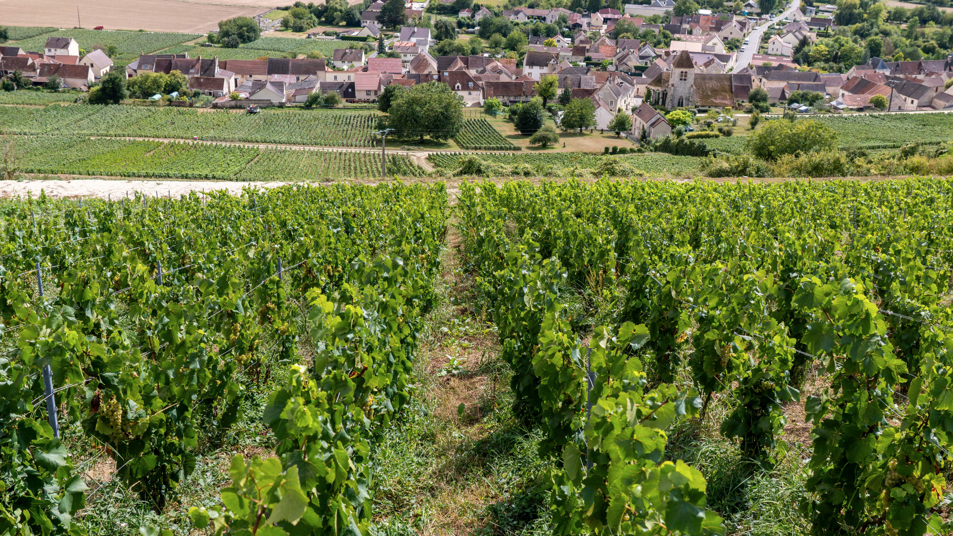 champagne Christophe-Lefevre2