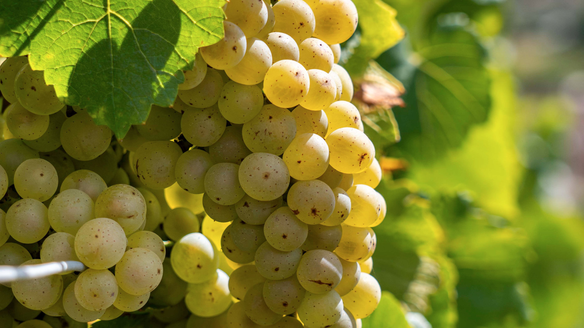 champagne Christophe-Lefevre5