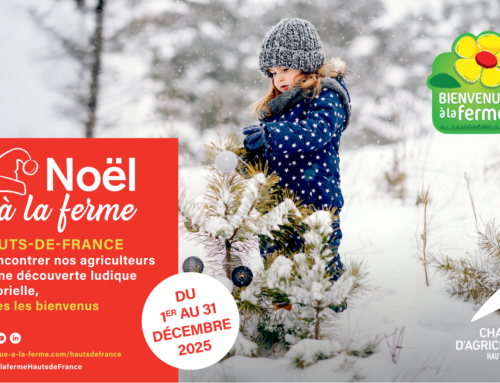 Noël à la ferme en Hauts-de-France !