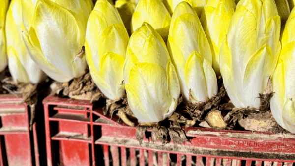 endive-pleine-terre1-600×338