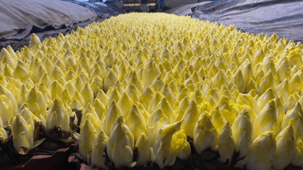 ndive-pleine-terre2-600×338