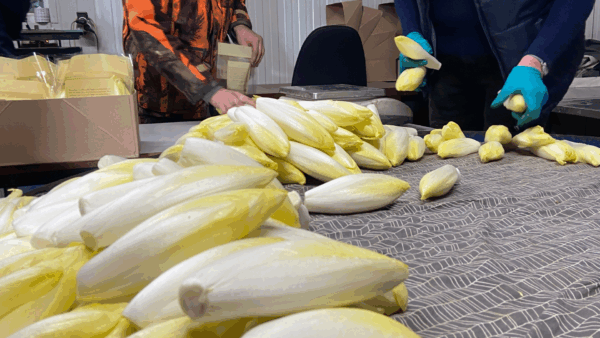 ndive-pleine-terre3-600×338